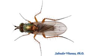 Image result for Dolichopentas