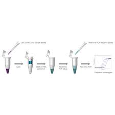 qpcr extraction control orange bioline