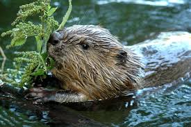 Naturschatz Biber Nabu Biber Nagetiere Biber Tier