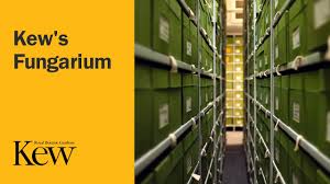 The seed bank, opened in november 2000, and located at wakehurst, kew's wild botanic garden in sussex, acts as an 'insurance policy' for rare, threatened and useful plants, so. How We Discovered A Hidden World Of Fungi Inside The World S Biggest Seed Bank