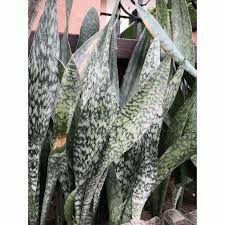 We would like to show you a description here but the site won't allow us. Buy Pokok Lidah Jin Pokok Hiasan Seetracker Malaysia