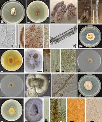 Image result for Chlorosplenium chlora