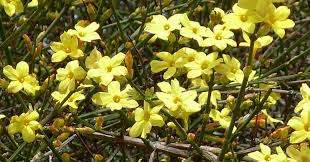 Image result for Jasminum nudiflorum