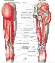 As you squat to place your hands on the ground, you're relying on your quads, hamstrings and glutes. Hamstring Muscle Group Diagram Quizlet