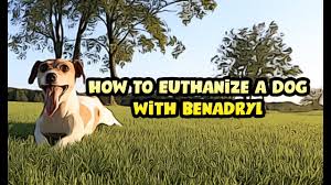 Then, the dosage prescribed by the veterinarian should provide correctly. How To Euthanize A Dog At Home With Benadryl Public Health