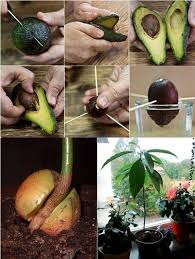 Mature avocado trees reach 15 to 35 feet tall. Goodshomedesign