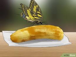 They are grouped together in the suborder rhopalocera. 3 Ways To Feed Butterflies Wikihow