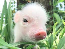 Follow Pigcute Daily Pig Piglet Pigalle Pigeon Piggy Piggies Pigeons Pigdog Pigeonforge Piglets Pignose Piggybank Pi Pig Dog Pigeon Pose Pig Nose
