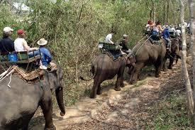 Cruel' elephant rides gaining ...