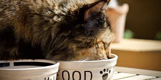 While they get hydration from their wet food, i'm not sure if it's necessarily enough for optimal adding water to the wet food is not something you need to do. Encourage Your Cat To Eat International Cat Care