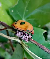 The most common diseases affecting them are issues for many other aquarium fish too. Cotton Harlequin Bug The Australian Museum