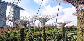 1877 wurden gummibaumkeimlinge aus londons kew gardens nach singapur gebracht, wo sie im botanischen garten angepflanzt wurden. Architekturreise Nach Singapur Und Kuala Lumpur