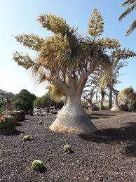 Image result for Beaucarnea recurvata