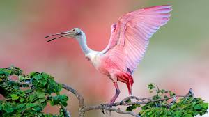 Download and use 100,000+ flower wallpaper stock photos for free. Roseate Spoonbill Beautiful Pink Bird On Tree Jefferson Island Animals Birds Wallpapers Hd For Desktop 2560x1440 Wallpapers13 Com