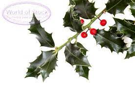 Holly Bush Berry Bushes Holly Holly Bush