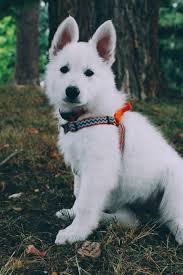 Black And White Shepherd Dog Brutten The White Swiss Shepherd Babe German Shepherd Dogs Dogs Black German Shepherd Dog