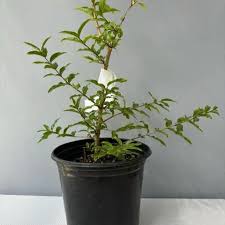 Image result for Galpinia transvaalica