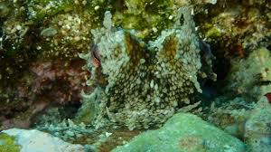bir cift goz gordum sanki scuba diving scubadiving huzur derinlerde underwarter underwaterphotography ebcousto coustodive egebarakuda gozler cift