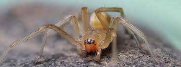 Image result for yellow sac spider bite skin