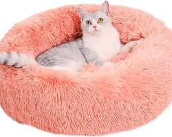 cat cuddling a fluffy faux fur cushionの画像