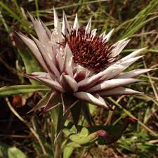 Image result for Macledium