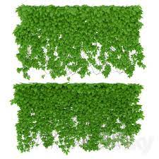The Wall Of A Girl 39 S Grapes 2 Species V2 Landscaping Plants Tree Silhouette Organic Colors