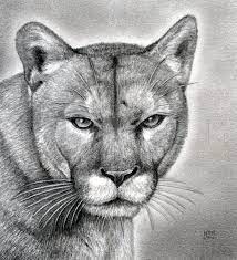 This time i'll be showing you how to draw a puma or mountain lion. How To Draw A Realistic Puma Mountain Lion Step By Step Drawing Guide By Finalprodigy Dragoart Com