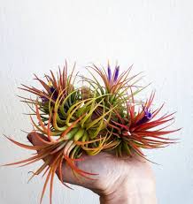 Air plants can be enjoyed tacked onto fountains or wreaths. Love Air Plants Here S How You Can Keep Them Alive The Lifestyle Collective