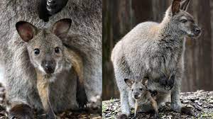 Any of several species of marsupial; Ogcpgkv Zw Edm