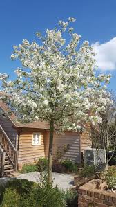 Or perhaps you need screening from the prying eyes of a neighbor. Creating Privacy In Gardens Society Of Garden Designers