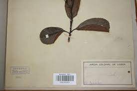 Image result for Tetracera alnifolia