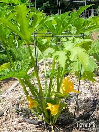 Remember my garden is only 124 square feet and there are lots of things planned for that space this year. How To Grow Summer Squash Vertically Vertical Vegetable Gardens Vertical Herb Garden Growing Vegetables