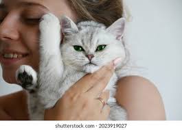 13+ Thousand Small Mustache Cat Royalty-Free Images, Stock Photos &  Pictures