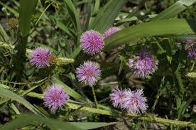 Image result for Mimosa mossambicensis