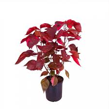 Image result for Acalypha