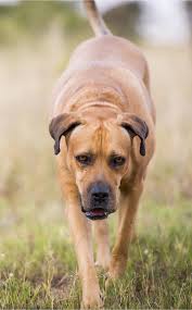 Check spelling or type a new query. Boerboel Dog Breed Information Center For The South African Boerboel