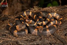 Image result for Lepidagathis scariosa