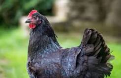 Top 5 des meilleures poules pondeuses - Jardiland