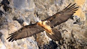 Sie bevorzugen vor allem almen sowie bergwiesen. Schrotkugeln Uberlebt Kampf Gegen Adler Verloren Engadiner Post Posta Ladina