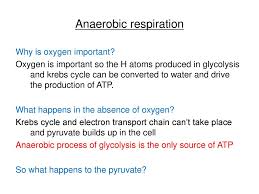 Anaerobic Respiration Ppt Download