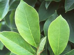 Image result for magnolia soulangeana