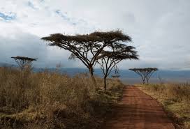 Image result for Acacia abyssinica