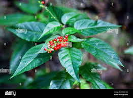 Image result for Petiveriaceae