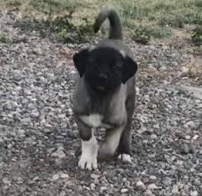 2 3 Aylik Kangal Yavrusu Nasil Beslenir