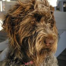 Wirehaired pointing griffon puppies for sale pa. Wirehaired Pointing Griffon