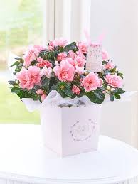 Find the perfect sentiment for any occasion in our collection of meaningful greeting cards. Mother S Day Flowers 2017 The Best Deals From M S Waitrose And More Hello