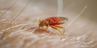 So, the first step is to strip your mattress of its sheets and bedding. How To Get Rid Of Bed Bugs Identify Control And Exterminate