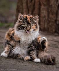 pin pa kaptivating kitties