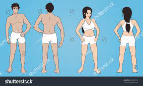 Full Body Nonnude Cartoon Anatomy Man: стоковая векторная графика (без  лицензионных платежей), 404252713 | Shutterstock