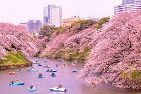 Japan Flower Festival 5 Unique Festivals You Must See Tobuguru Cherry Blossom Japan Japan Travel Sakura Festival Japan